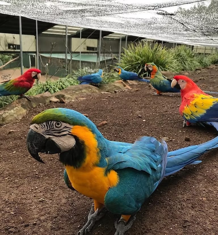Cockatoo Parrots – Premium Quality Amazing Birds Farm