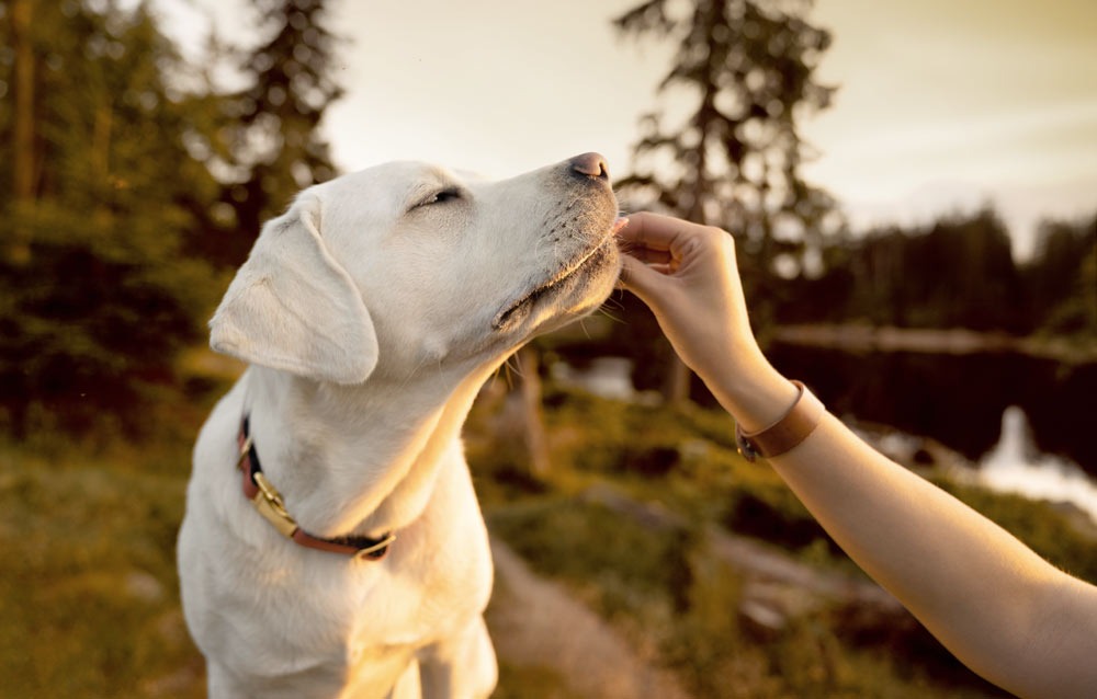 Cheap Pet Certificates Across the UK with Vet Home Certs