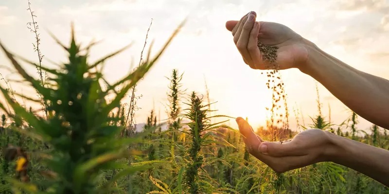 Cannabis Club – Cannabis Club Enjoyment with Clubs Cannabis Madrid