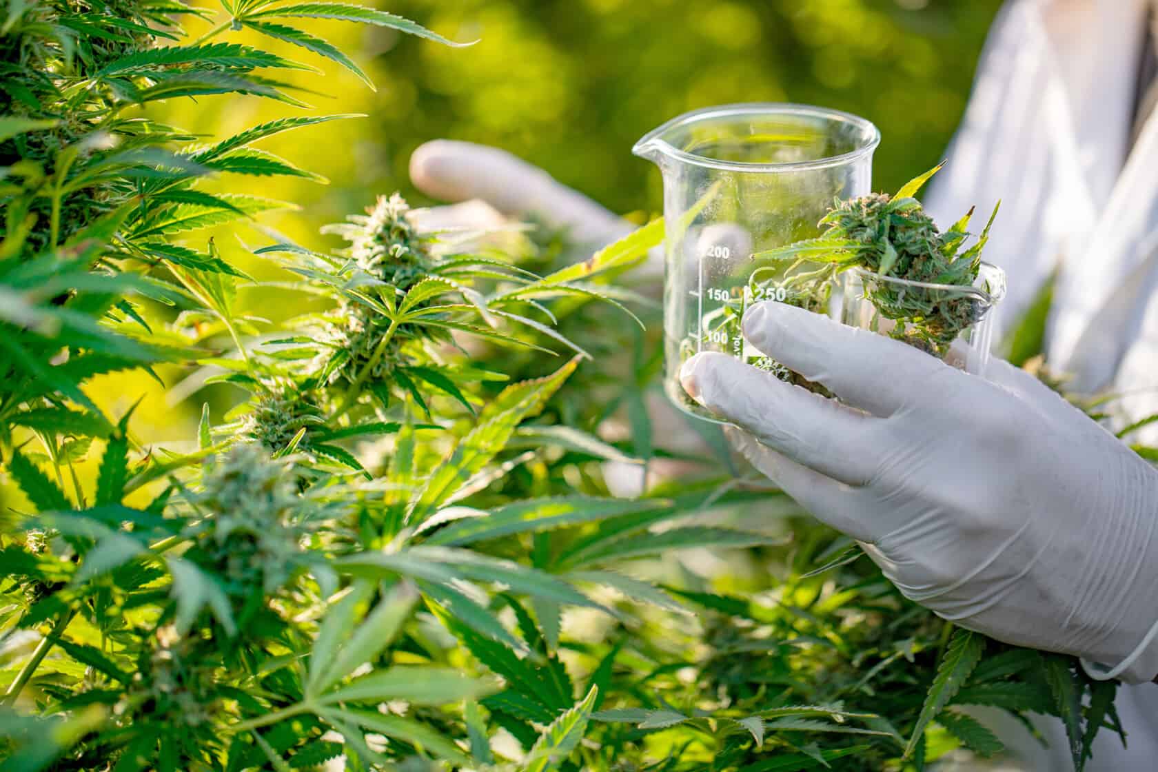 Csc hamburg | Lizenzierter Cannabis-Verein