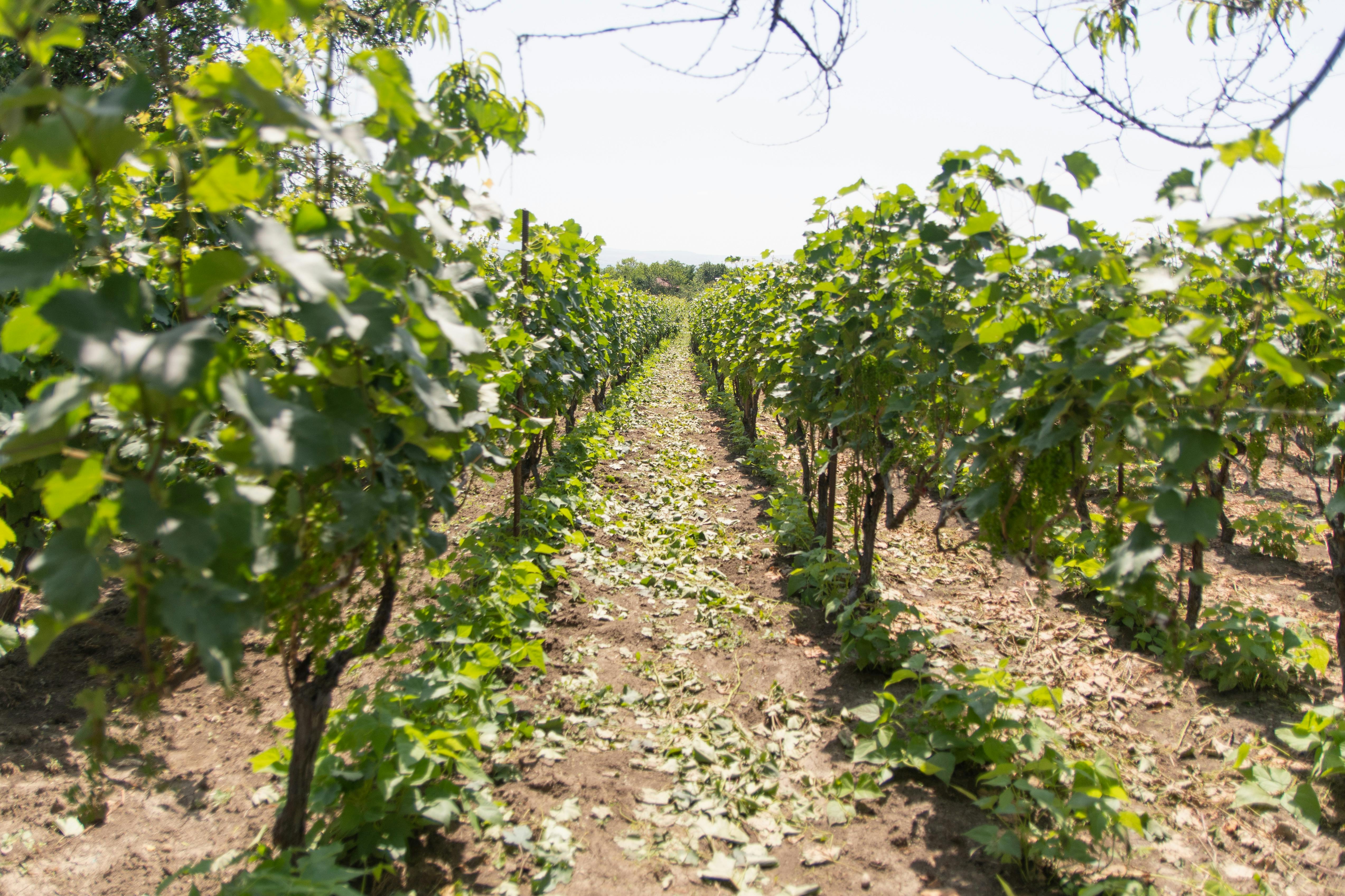 Why Clarksburg Is Home to the Best Wineries in California