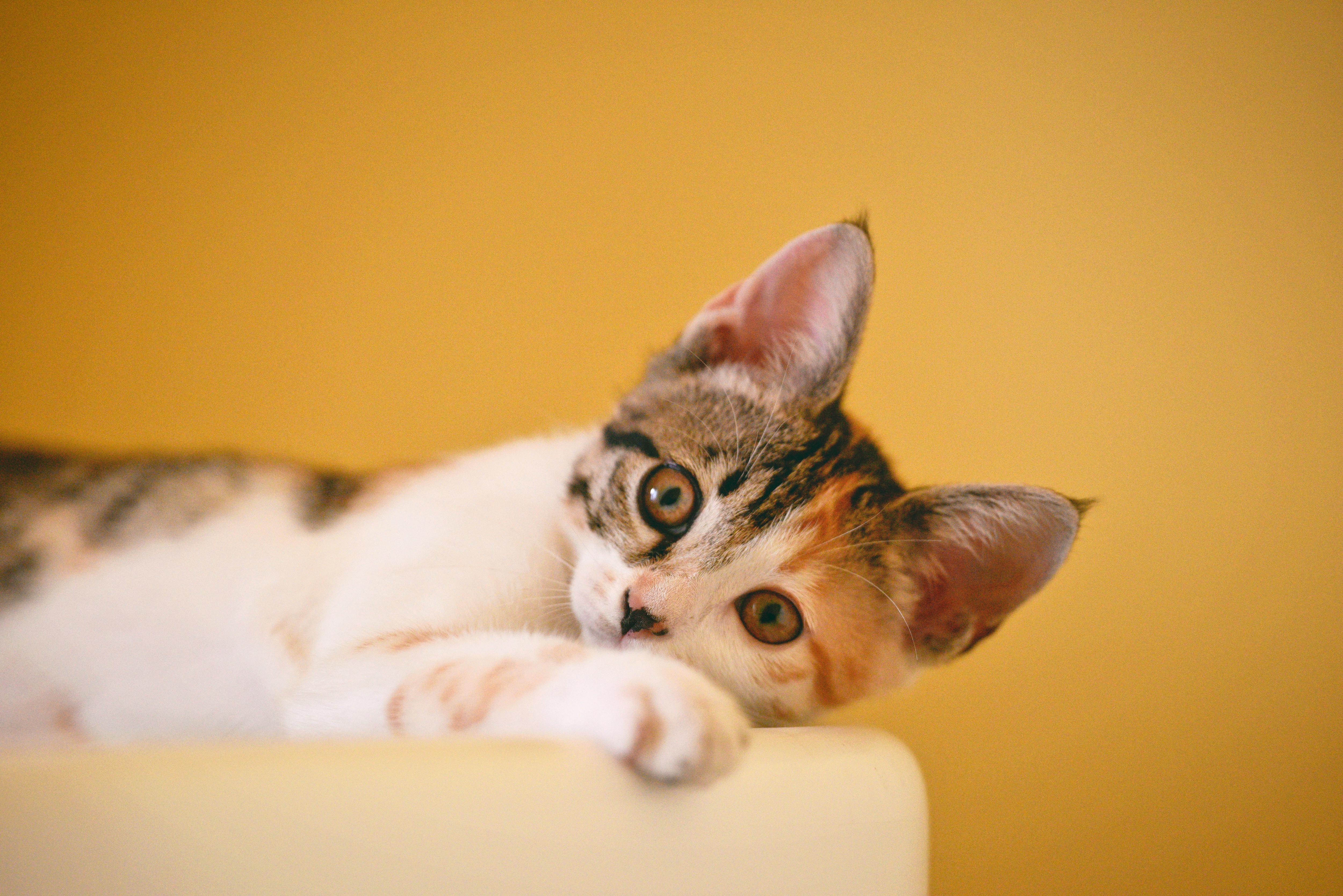 Home-Raised Maine Coon Kittens for Sale San Francisco Cat Lovers Trust