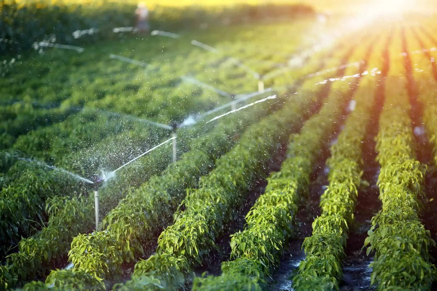 Why Residents Rely on Professional Irrigation Services in Hudson Oaks, TX